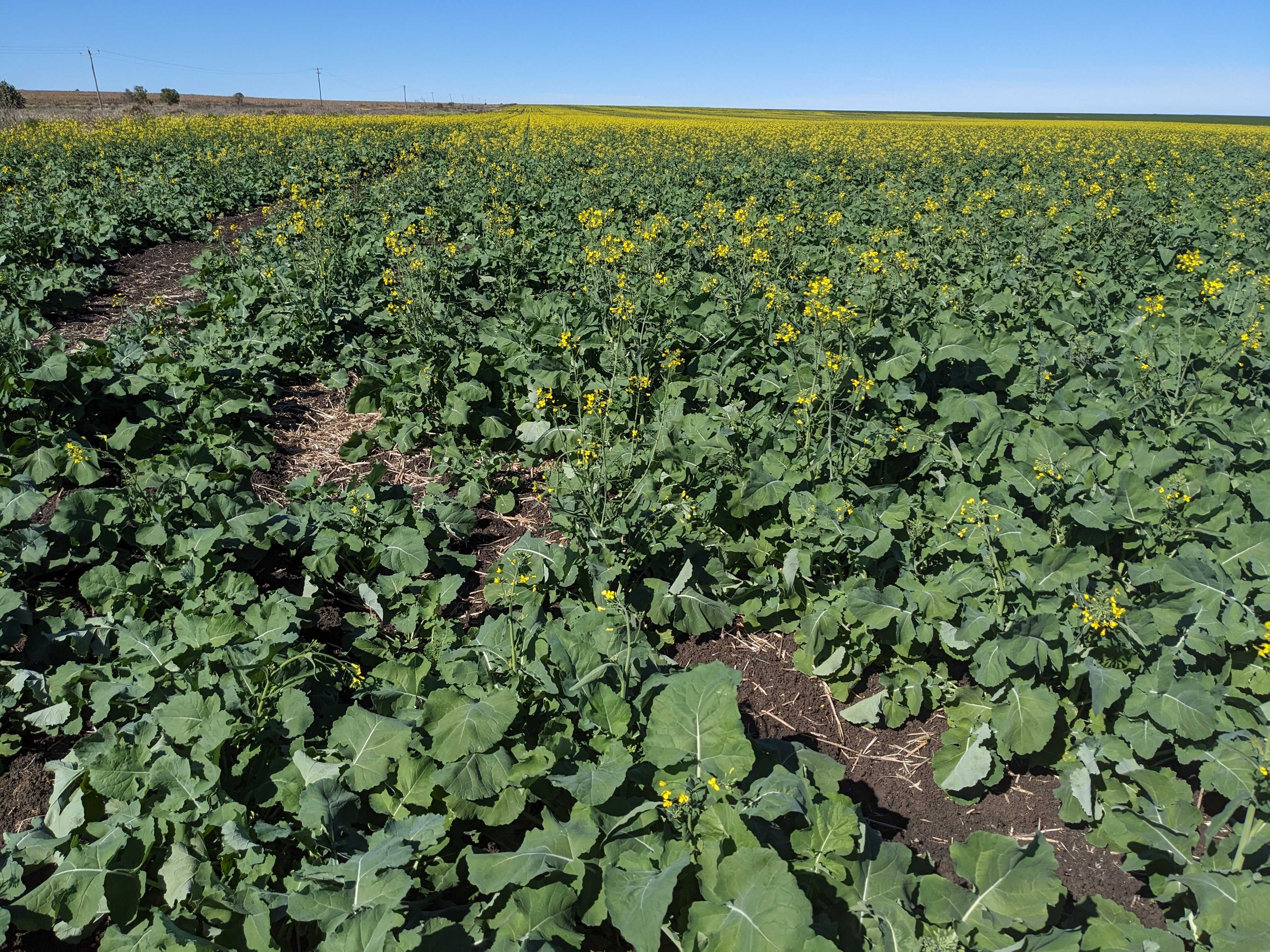 Photo of a canola crop in Queensland